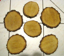 Baumscheiben Birke Vintage