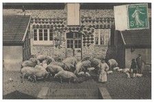 V8720/ Institution Saint-Nicolas d`Igny  Schlachter Schweine  AK ca.1910