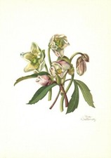 Vintage Postcard Ina Walleiser