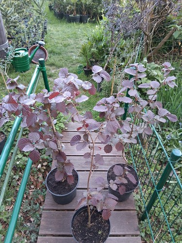 Rote haselnuss rotlaubige - rote,