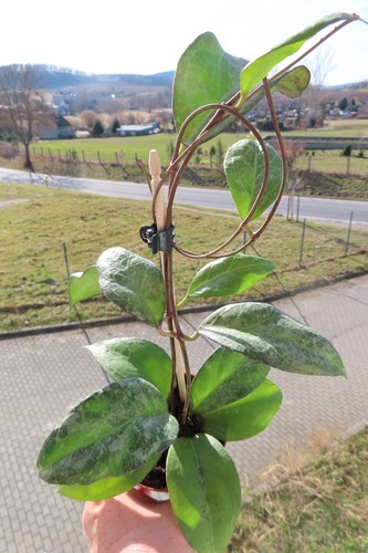 Wachsblume hoya verticillata - wachsblume,