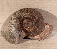 Ammonit Hammatoceras