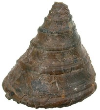 Dogger  Pyrgotrochus bessinus  Gastropoda  Schnecke   Sengenthal  19-5