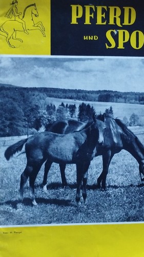 Pferd und sport - pferd,