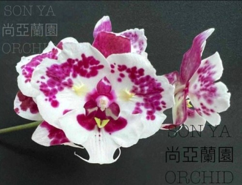 Taiwan orchidee phalaenopsis - taiwan,