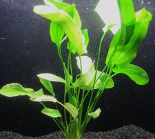 Echinodorus tricolor - Schwertpflanze Aquarienpflanze Wasserpflanze Aquarium