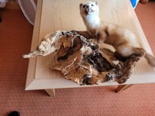 Präparierter ausgestopfter Steinmarder Inkl. Halterung aus Holz Präparat Marder