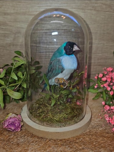Taxidermy bird - taxidermy,