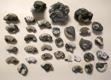 Fossilienfragmente Ammoniten -