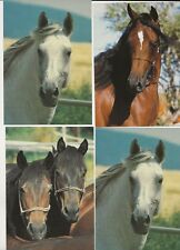 42/143 AK  PFERD  PFERDE 1 x  ARABISCHES VOLLBLUT   SCHIMMEL 