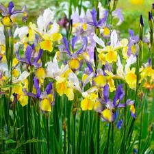 20 Schwertlilien Iris Hollandica Mysterious Rainbow Mix Blumenzwiebeln