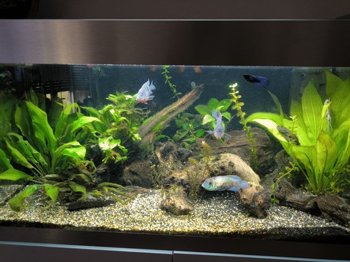 Aquarium komplettset oase - aquarium,