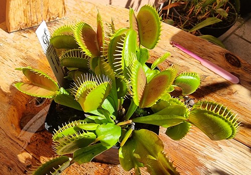 Dionaea muscipula goliath - dionaea, gj