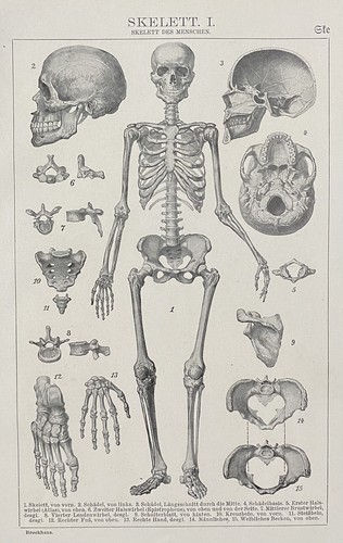 Alte grafik anatomie medizin - grafik, anatomie/medizin