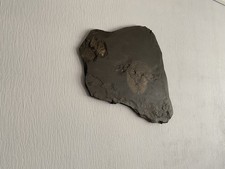 Schieferplatte mit Fossilen Einschlüssen Wand Deko Schiefer