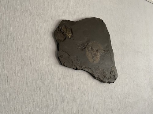 Schieferplatte mit fossilen - schieferplatte,