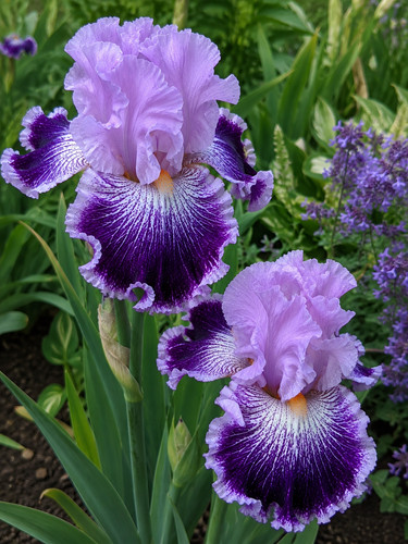 80002497 iris setosa - iris,