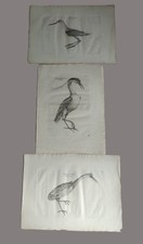 Konvolut 3  Stück alte uralte  Stahlstiche ? Radierungen - Vögel  Tiere  ANTIK !
