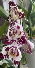 orchidee phalaenopsis  Tango