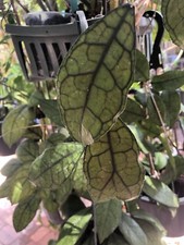Hoya finlaysonii dark flower - hoya,
