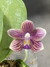 Original phal phalaenopsis - phal,
