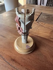 Altes Somso Lehrmodell