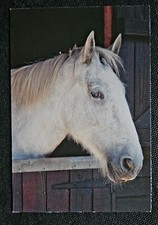 Pferdepostkarte, AK Pferde