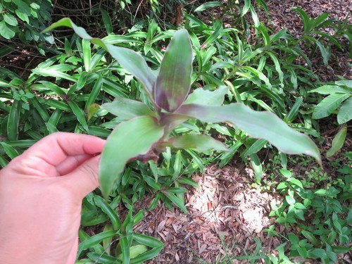 Callisia fragrans medicinal - fragrans,