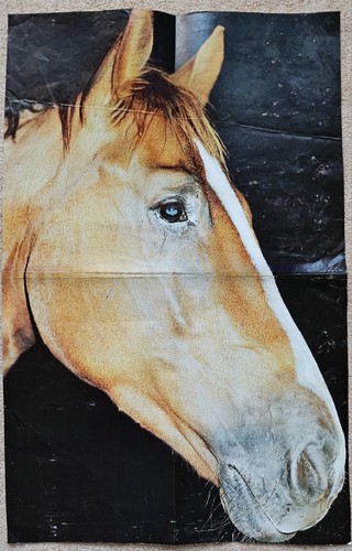 Poster bild pferdeposter - poster,