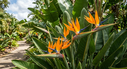 Strelitzia reginae bunte - strelitzia,