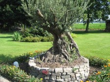 Sandstein,Grauwacke,Hochbeet , Kräuterschnecke, Naturstein, Mauersteine