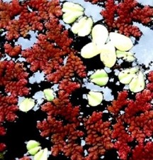 Farne rot winterfeste schnell