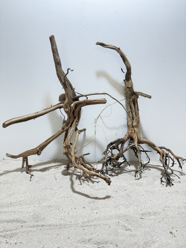 Aquariumwurzel etosha tree - etosha,