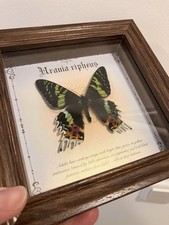 Madagascar Sunset - echter