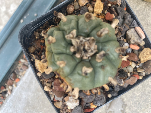 Ariocarpus spec willi 5 - spec.,