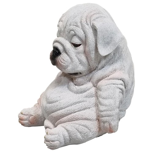 Englische bulldogge welpe - englische,