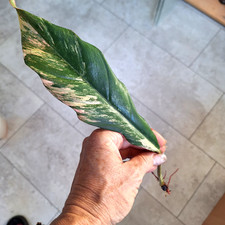 Philodendron Caramel Marble pink Variegata *no monstera-billietiae-joepii