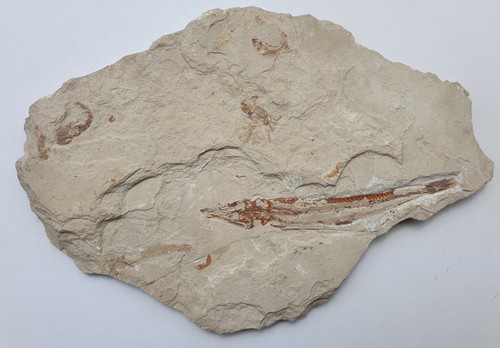 22cm prionolepis cataphractus - prionolepis,