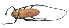 Cerambycidae, Abatocera