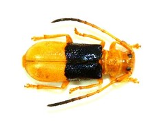 COLEOPTERA, CERAMBYCIDAE