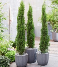 Echte Toskana 'Säulen-Zypressen', 1 Pflanze, Cupressus sempervirens pyramidalis