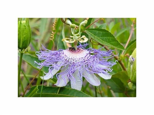 Passiflora incarnata - 3x,
