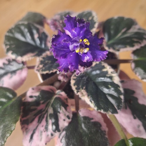Saintpaulia scarabäus - 🌸, „scarabäus