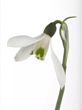 30x  Galanthus - Nivalis -