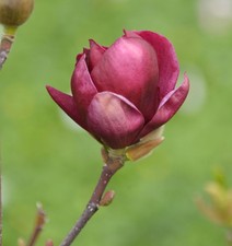 Magnolie Aphrodite 100-125cm -