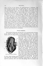 Original alter antiker Druck