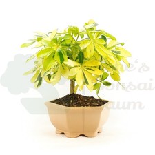 BONSAI Strahlenaralie 'Schefflera' Gelbbunt, pflegeleichter Indoor/Zimmerbonsai