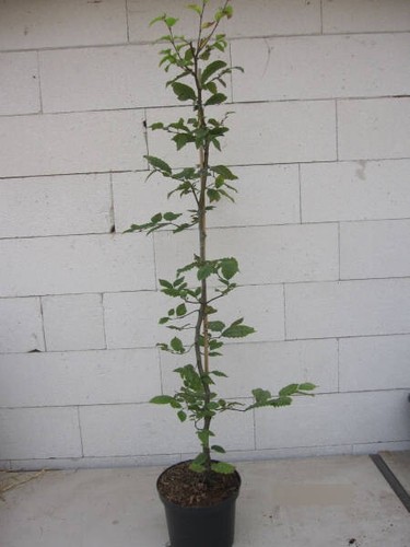 Carpinus betulus hainbuche - carpinus,