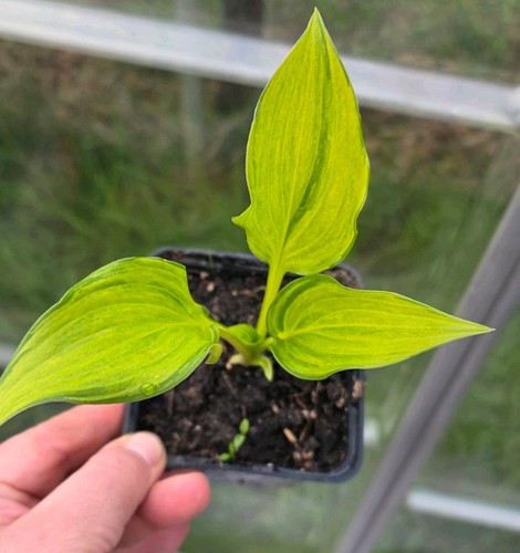 Wunderschöne hosta inaho oder - wunderschöne,