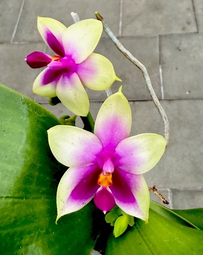 Phalaenopsis species bellina - species,